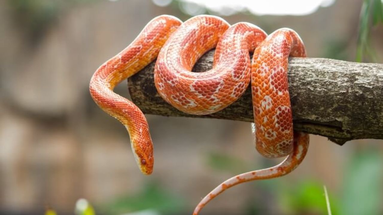 200 Cool And Badass Pet Cobra Names With Name Generator