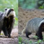 200 Cool And Catchy Pet Badger Names With Name Generator