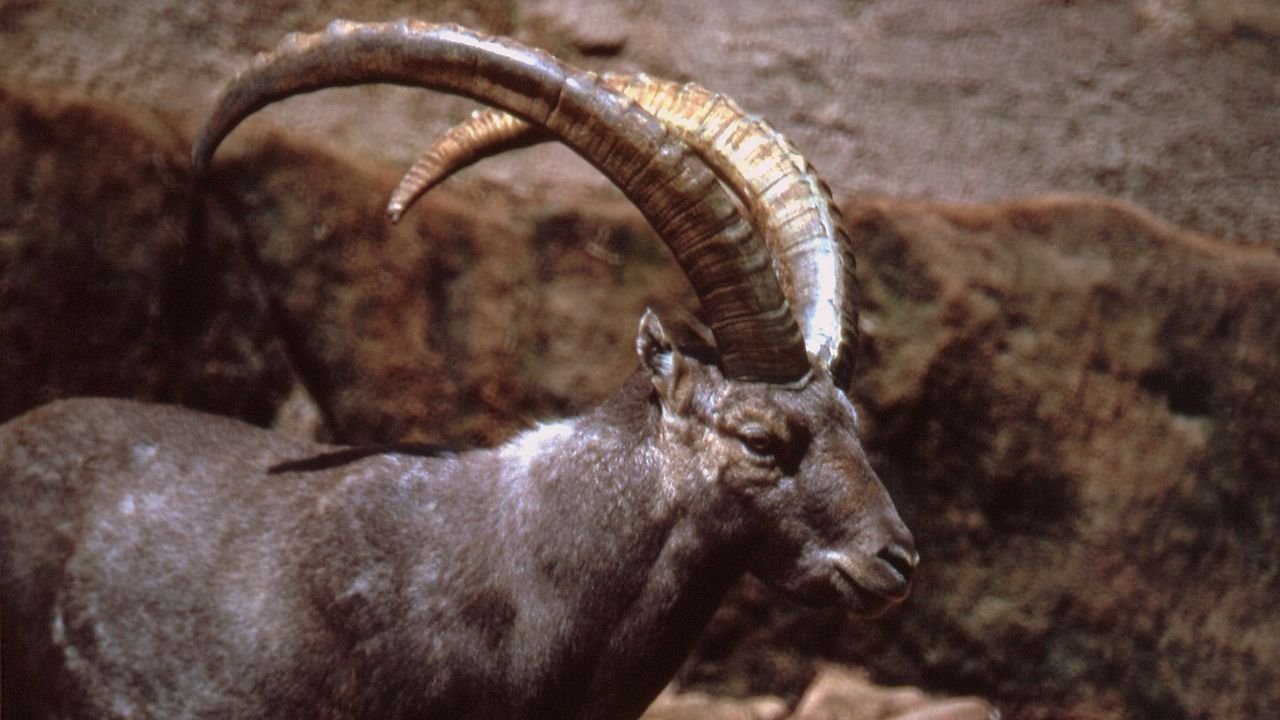 201+ Cool And Catchy Ibex Names With Names Generator