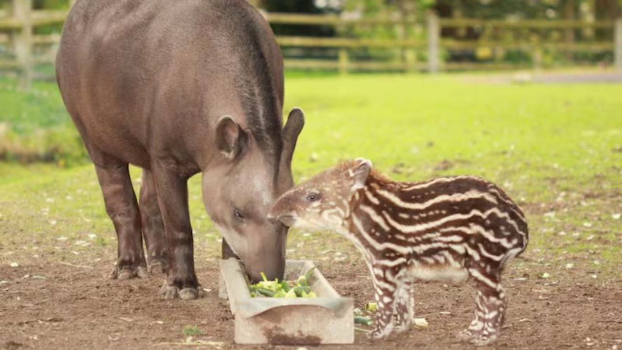 201+ Cute And Funny Tapir Names With Name Generator