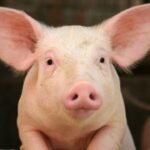 210+ Catchy Pig Names For Piggy Friend With Names Generator 
