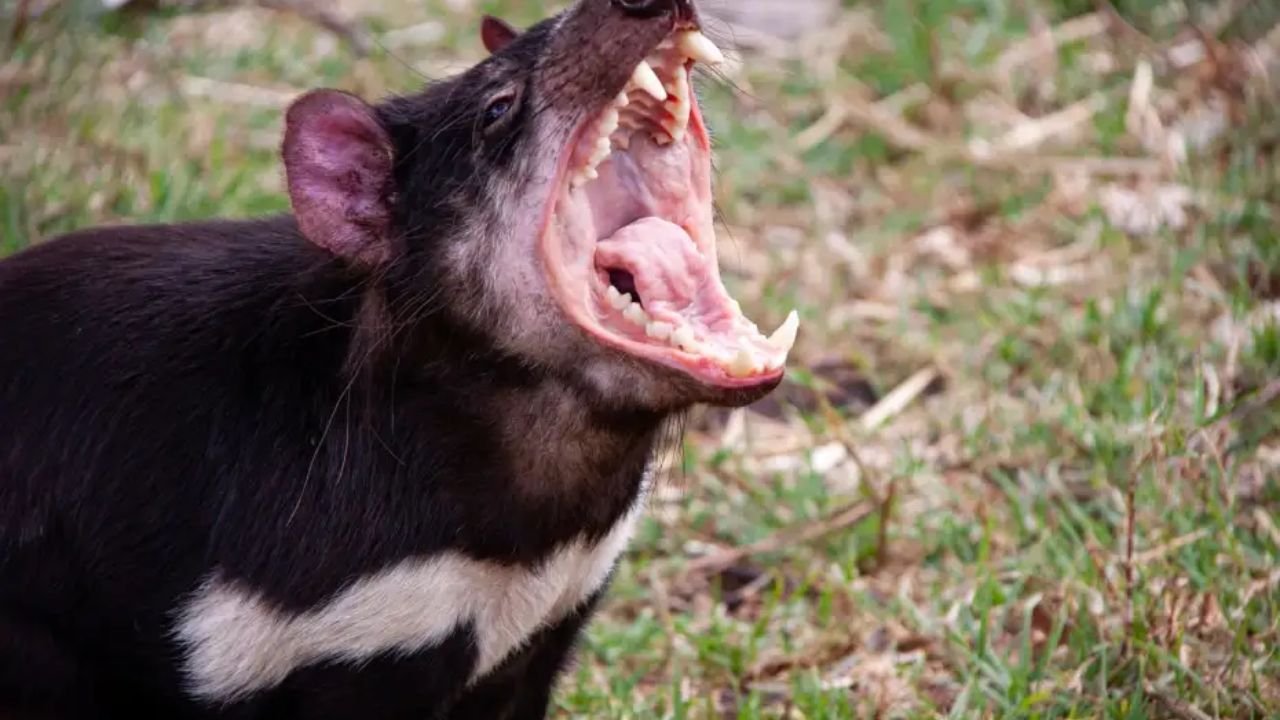 210+ Catchy Tasmanian Devil Names With Name Generator