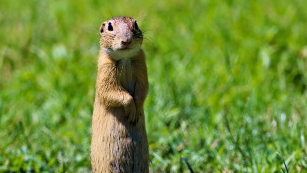 211+ Cute And Catchy Gopher Names With Name Generator