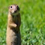 211+ Cute And Catchy Gopher Names With Name Generator