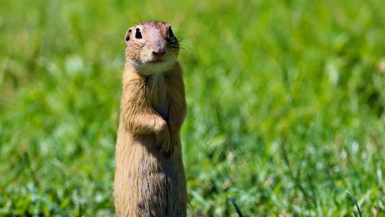 211+ Cute And Catchy Gopher Names With Name Generator