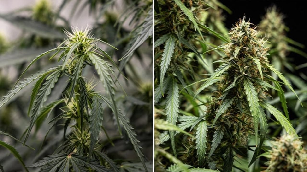 211+ Funny And Cute Weed Nicknames With Name Generator