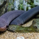 211+ Unique And Creative Eel Names With Name Generator