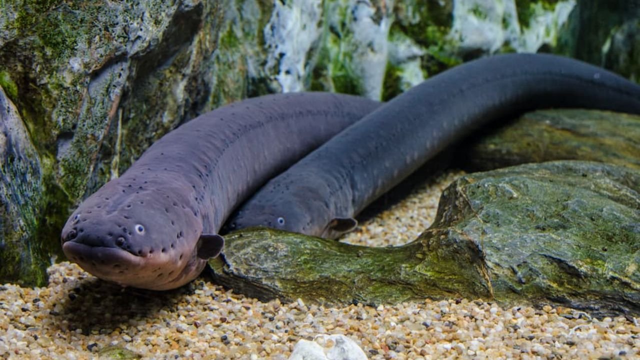 211+ Unique And Creative Eel Names With Name Generator