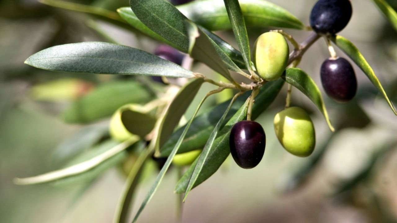 220+ Cute & Funny Nicknames for Olivia With Name Generator