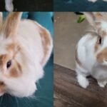 220+ Cute Lionhead Rabbit Names With Name Generator
