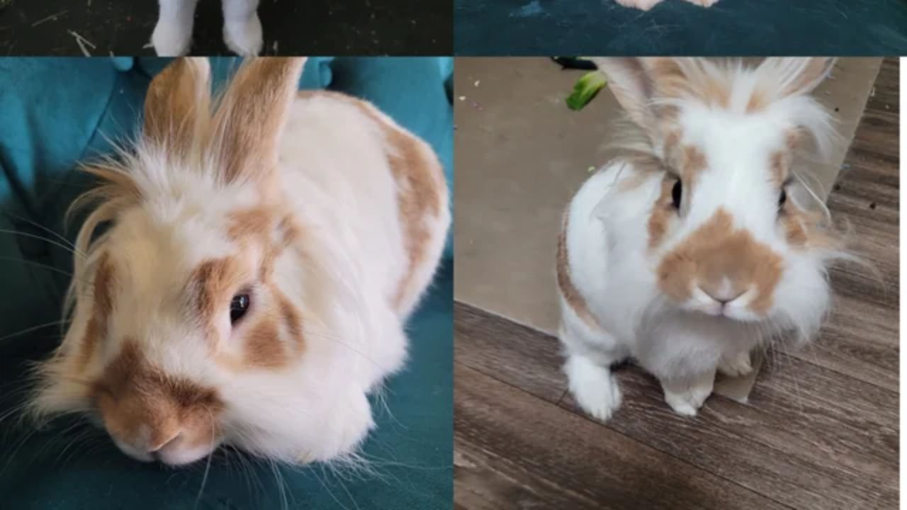 220+ Cute Lionhead Rabbit Names With Name Generator