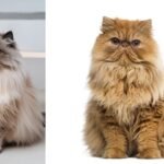 221+ Cute And Catchy Fluffy Cat Names With Name Generator 