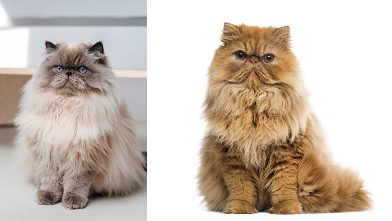 221+ Cute And Catchy Fluffy Cat Names With Name Generator 