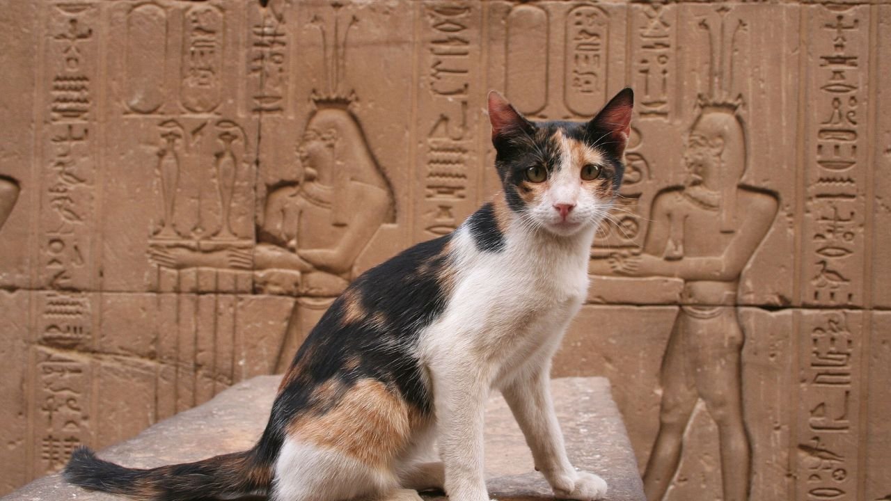 223+ Cool Egyptian Cat Names For Your Royal Kitty
