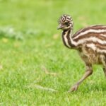 231+ Cool And Catchy Emu Names With Name Generator