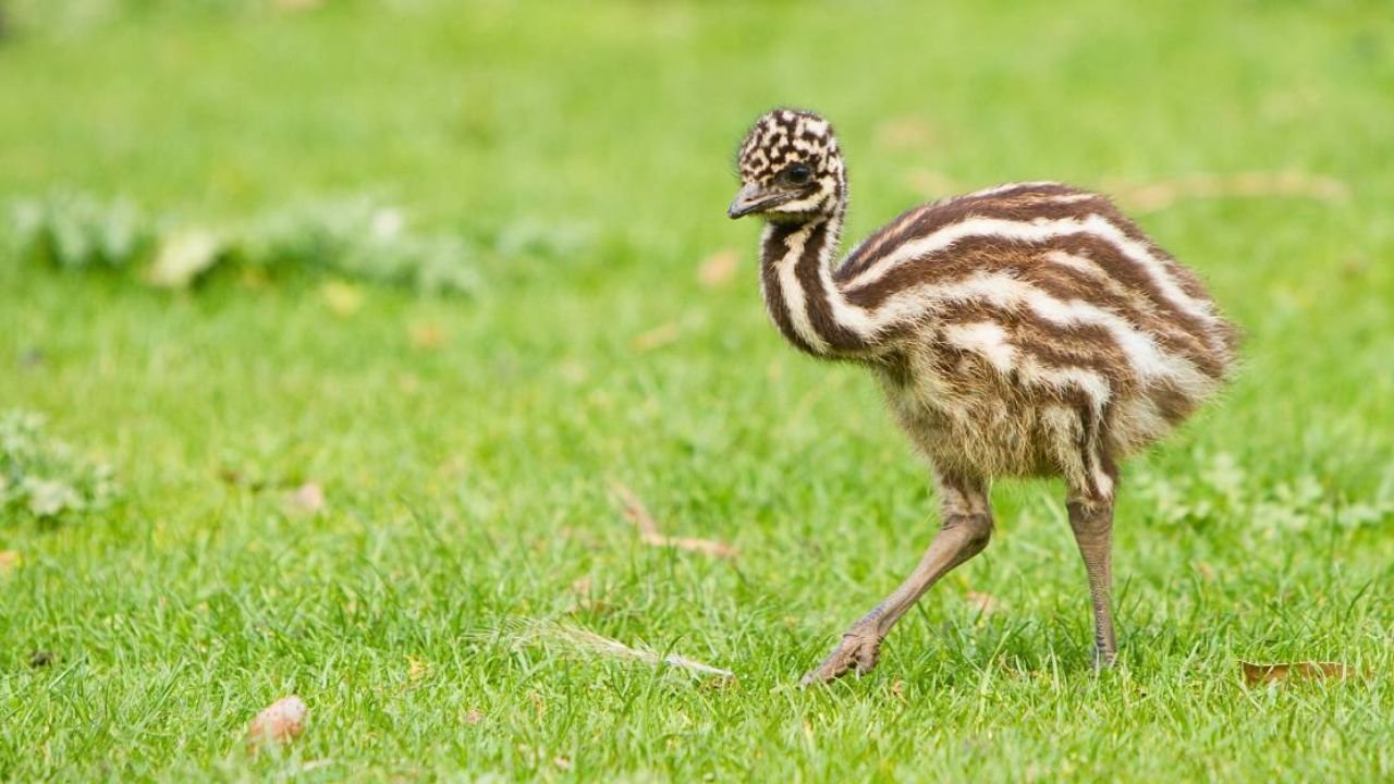 231+ Cool And Catchy Emu Names With Name Generator