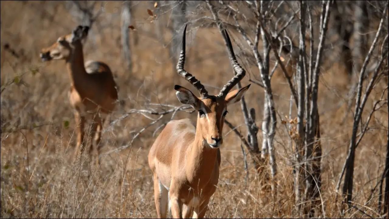 240 Cool And Catchy Antelope Names With Name Generator