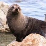 280+ Seal Names Generator | Cute, Funny & Famous Seal Name Ideas