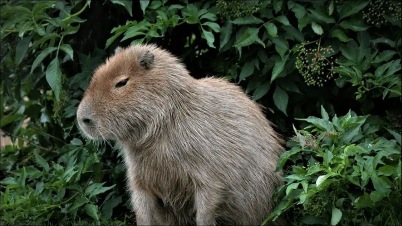 Find the 240 Perfect Name: Cute, Funny & Creative Capybara Names Generator