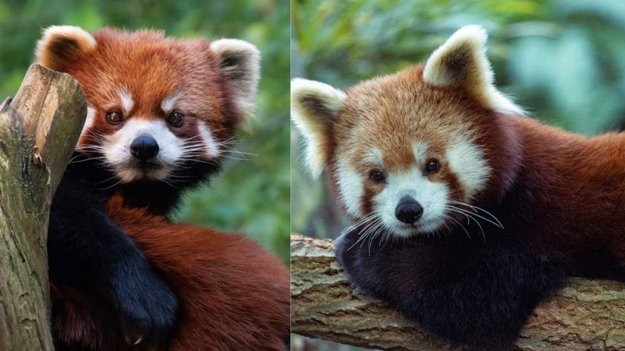 Red Panda Names Generator | 215+ Cute, Unique & Meaningful Name Ideas